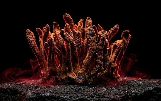 The Role of Cordyceps in Cellular Energy & Endurance